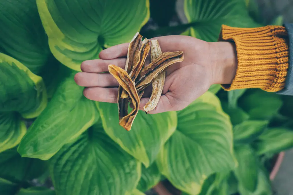 So sehen die getrockneten Bananenstängeli aus
