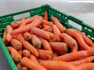 Gut oder gut gemeint, Teil 3: Lebensmittel retten und die Landwirtschaft unterstützen?