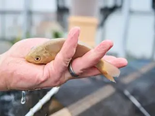 Betriebsbesichtigung bei Dualfisch