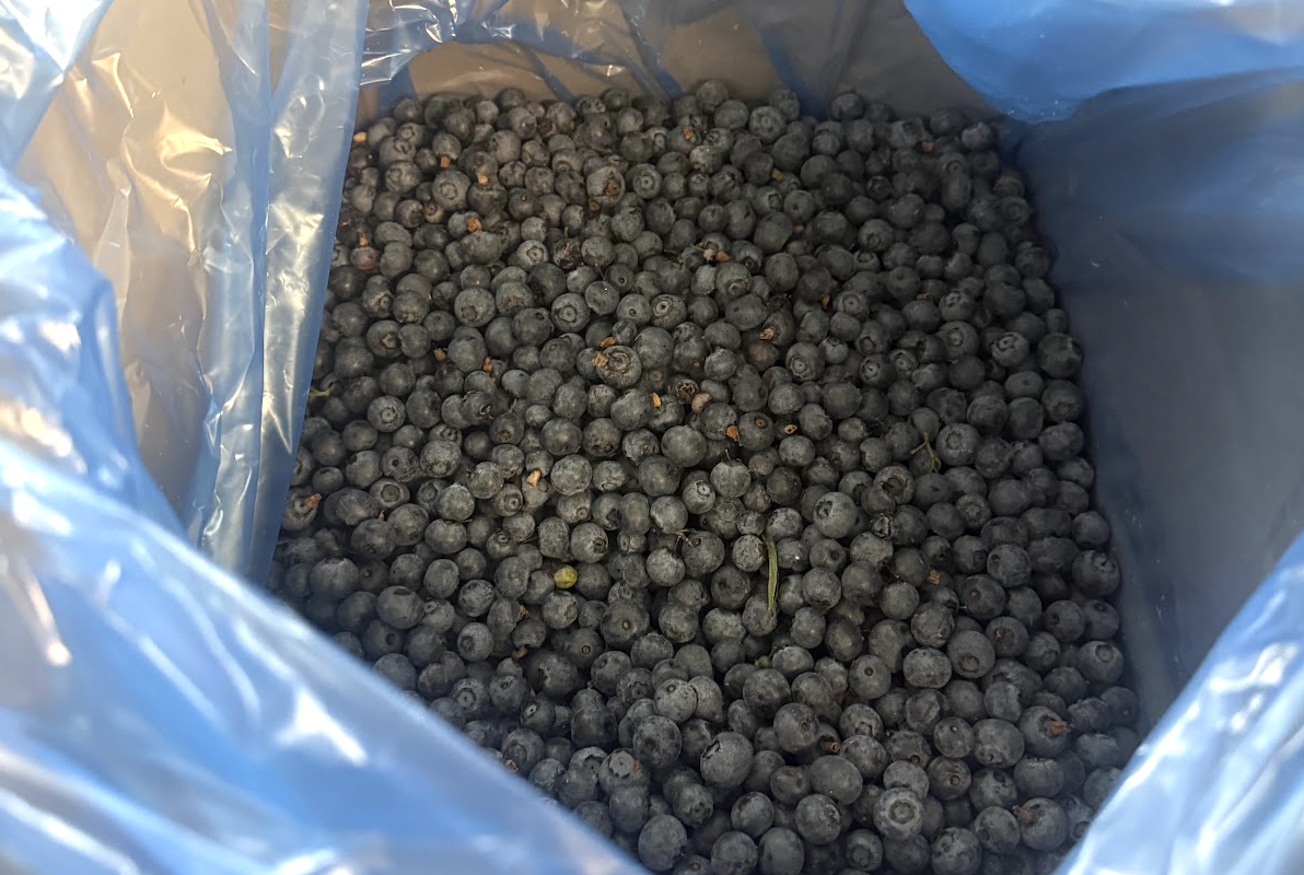 Heidelbeeren lose, tiefgekühlt