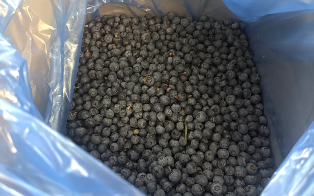 Heidelbeeren lose, tiefgekühlt